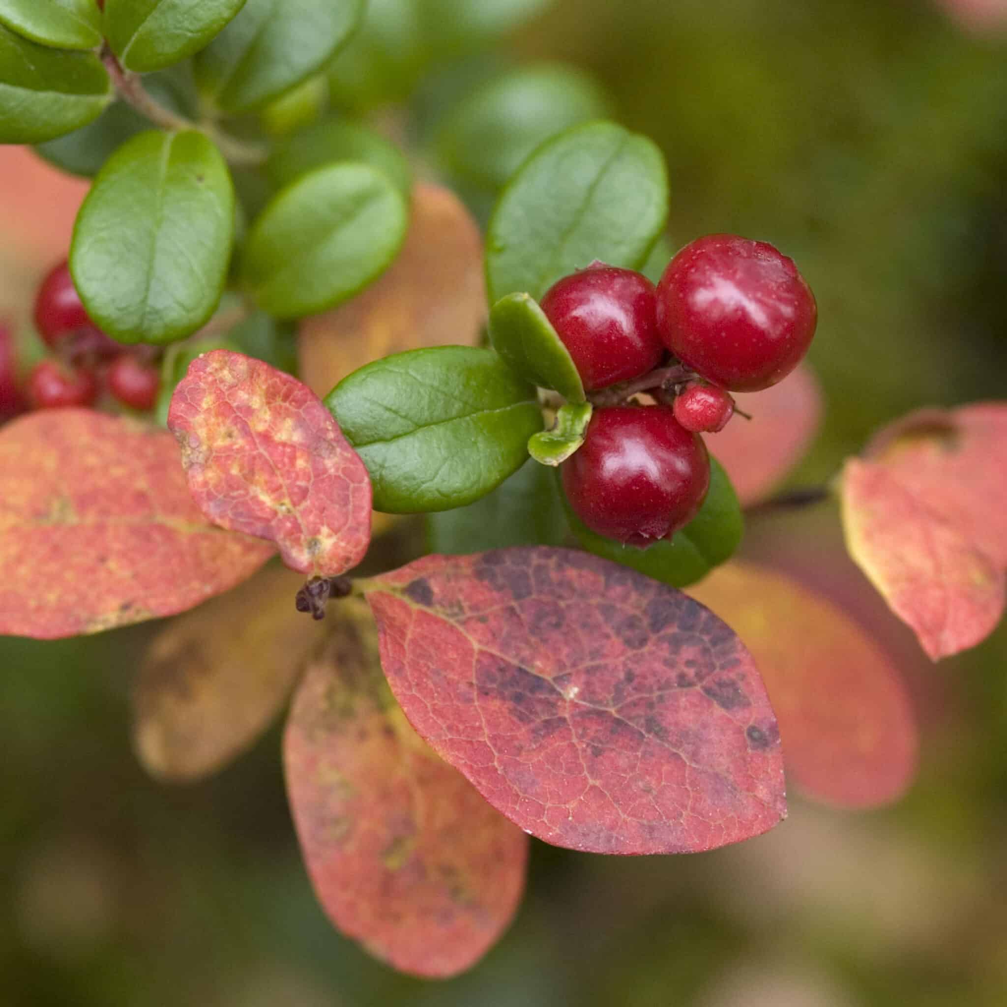 Berries - Gega