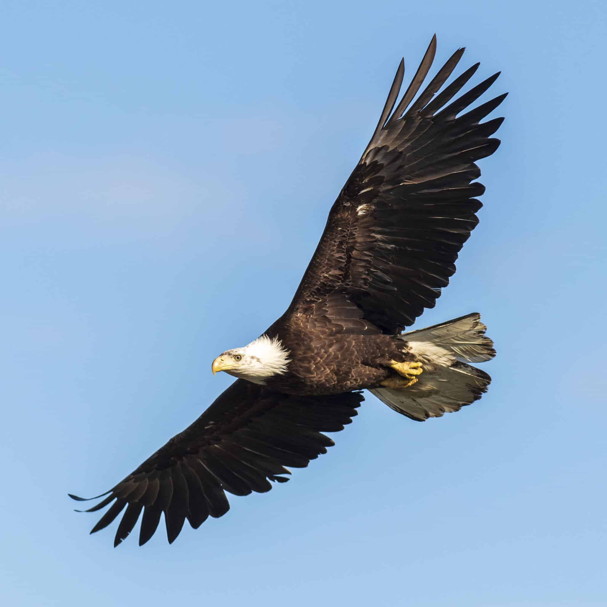 Bald Eagle - Shqit’a