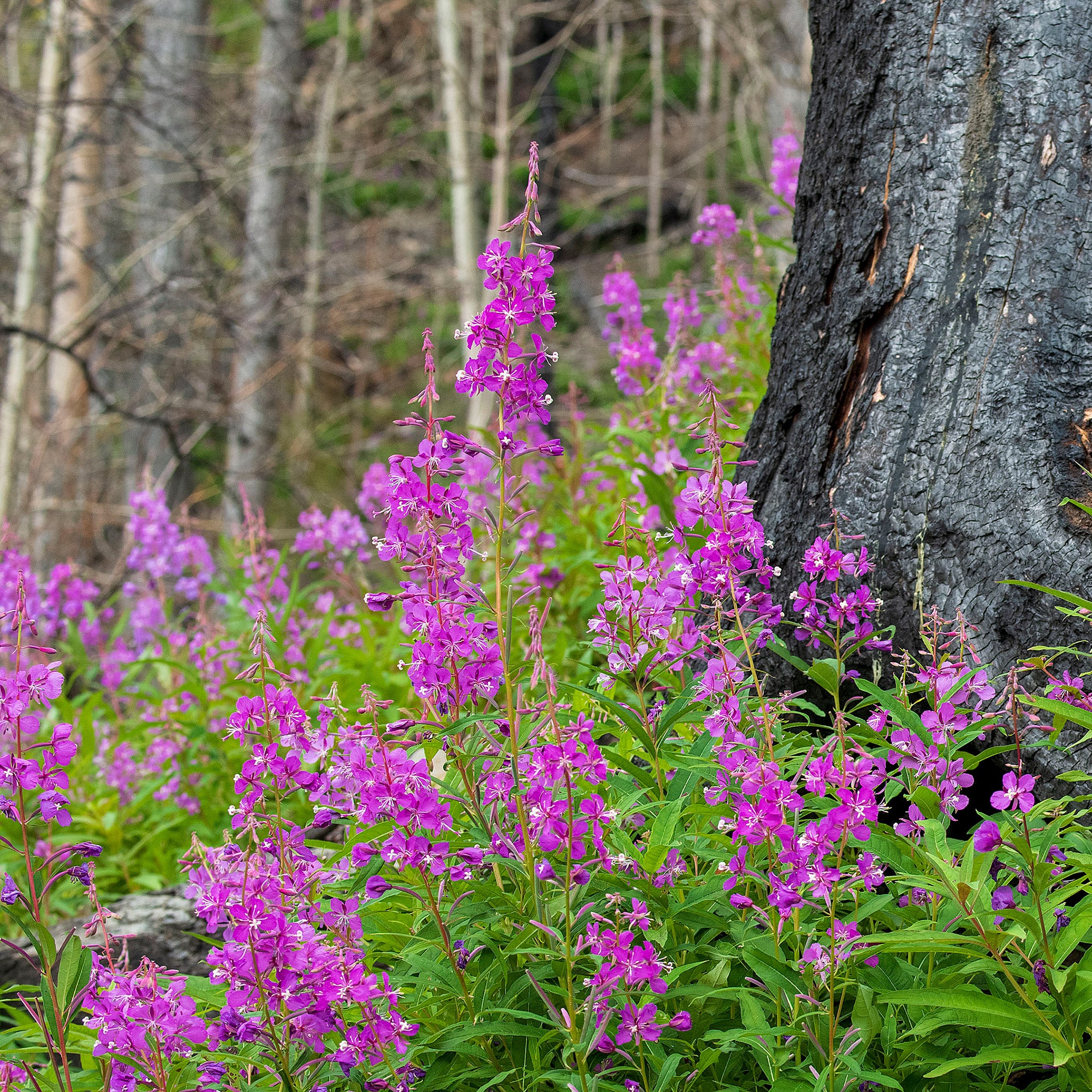 Fireweed - Ch’deshtleq’a