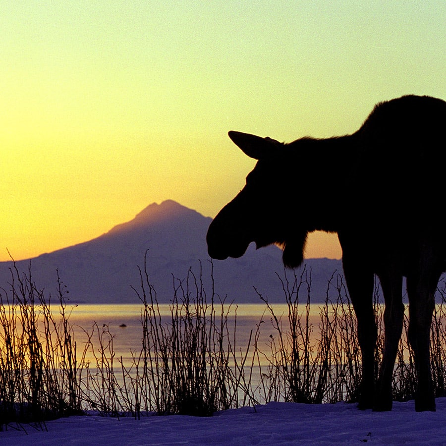 Moose - Dnigi