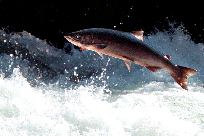 Salmon - Łuq’a